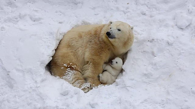 北极熊一家挖了一个洞穴。快乐的小熊幼崽和妈妈一起玩。视频购买