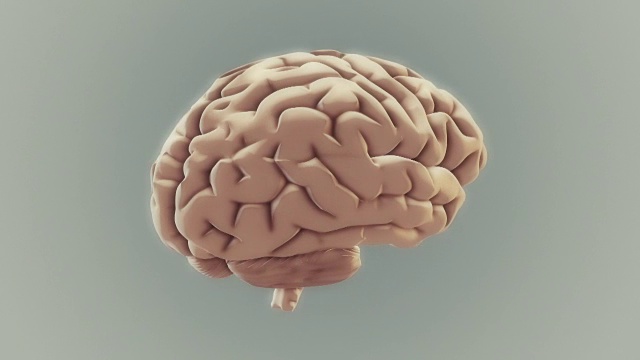人类的大脑视频下载