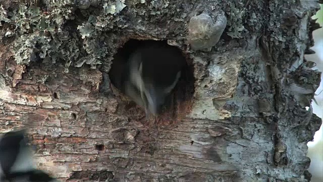大斑啄木鸟-大斑啄木鸟视频素材