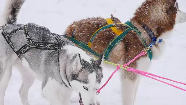 一对套着雪橇的狗准备出发视频素材