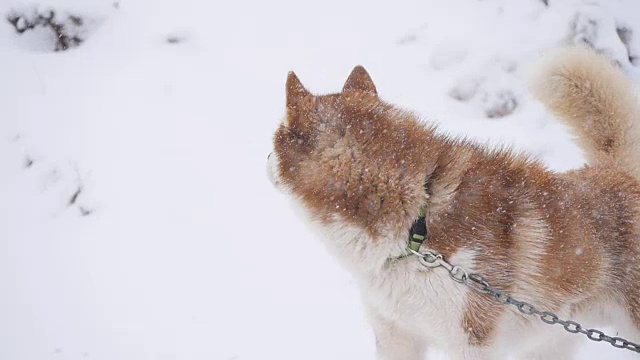 一对套着雪橇的狗准备出发视频素材
