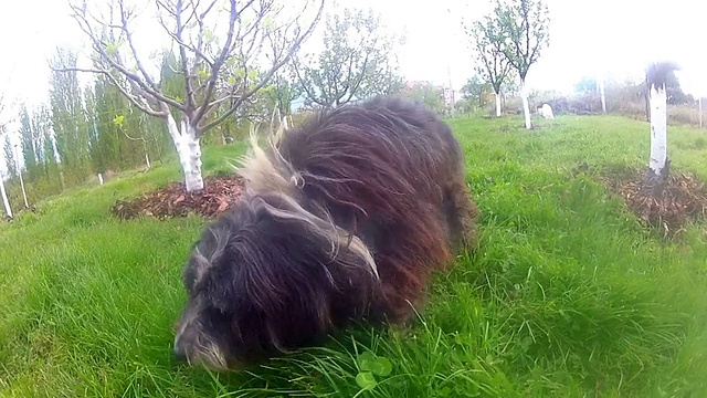 马耳他小狗在花园里奔跑视频素材