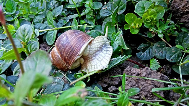 蜗牛在花园里吃叶子视频下载