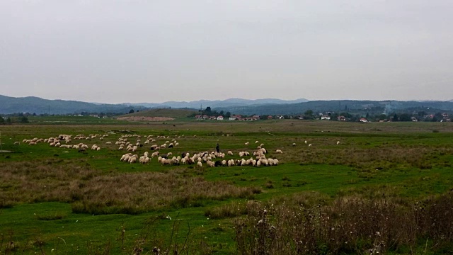 羊群在绿色草地上，背景是山视频下载