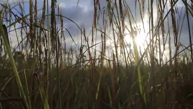 泰国田野里的稻田视频素材
