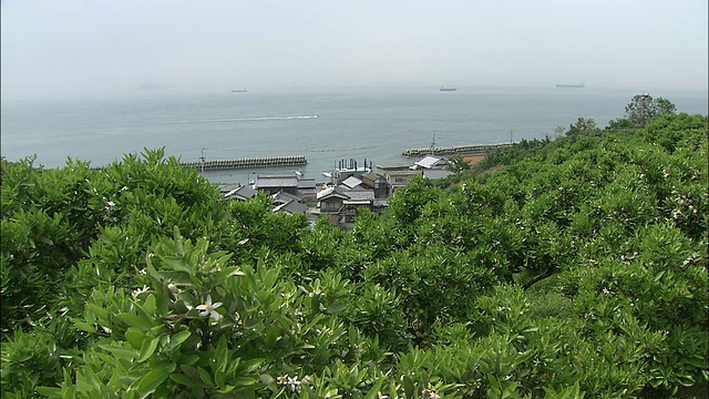从乘船穿过濑户岛海(Seto Island Sea)到海岸上的甜橙果园，画面逐渐缩小视频素材