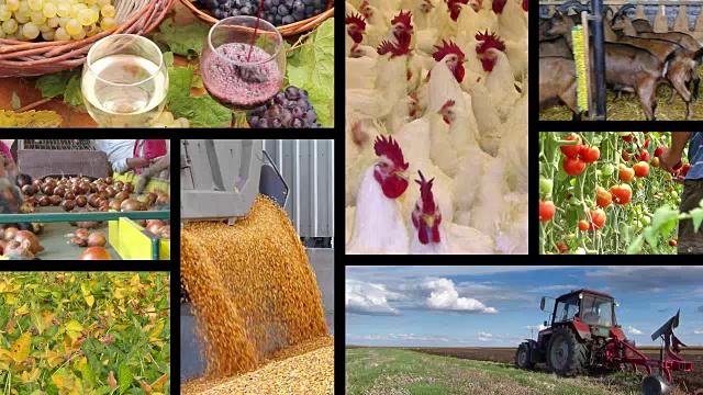 农业-食品工业多屏视频下载