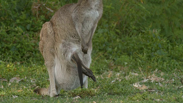 袋鼠妈妈和乔伊沙袋鼠袋鼠有袋动物澳大利亚视频素材
