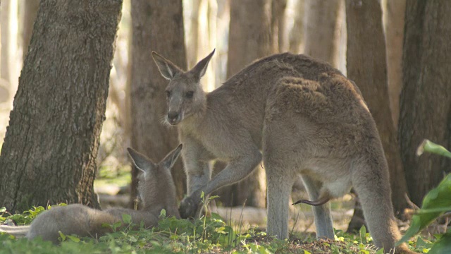 雄性袋鼠沙袋鼠有袋动物澳大利亚视频素材