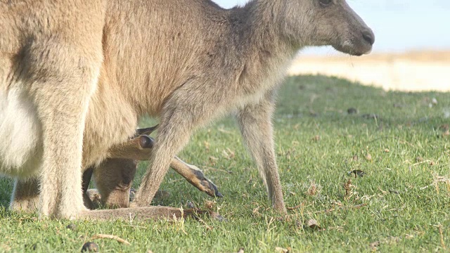 袋鼠妈妈和乔伊沙袋鼠袋鼠有袋动物澳大利亚视频下载