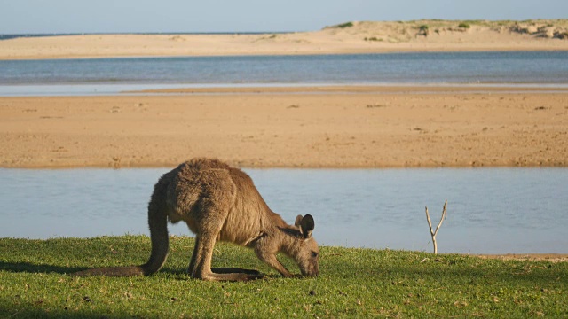 袋鼠，沙袋鼠，吃澳大利亚的有袋动物视频素材