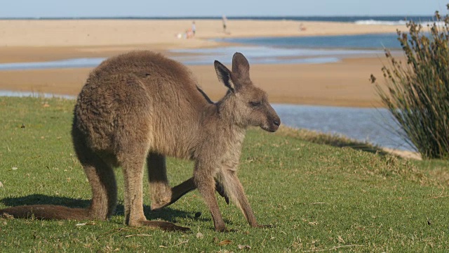 袋鼠，沙袋鼠，吃澳大利亚的有袋动物视频素材