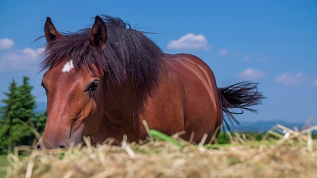 一匹漂亮的棕色马站在草地上，旁边是另一匹马。前面有干草。天气是阳光灿烂的。特写镜头。视频下载
