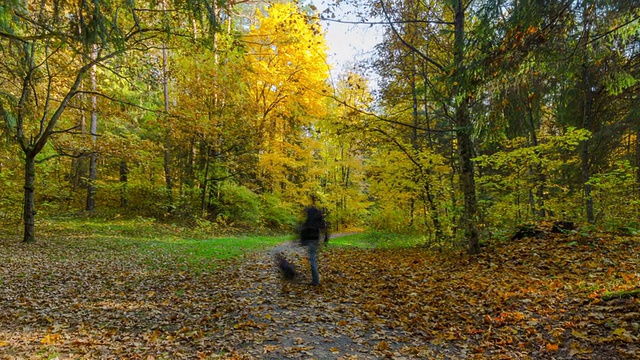 秋天的森林，时光的全景视频素材