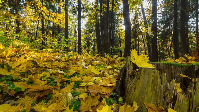 秋天的森林，时光的全景视频素材