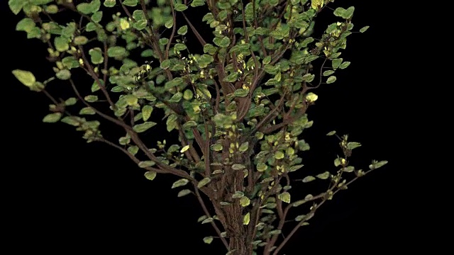 生长树的3d动画在黑色的背景视频素材