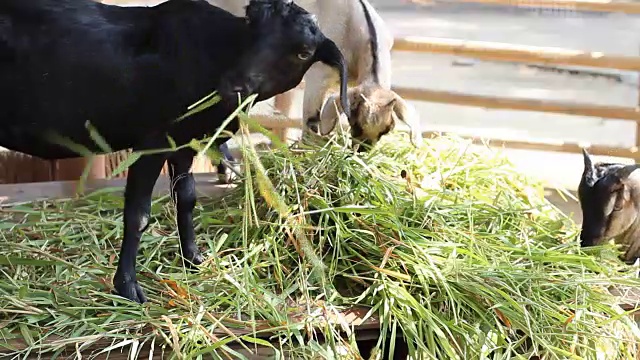 在农场里吃草的山羊视频下载