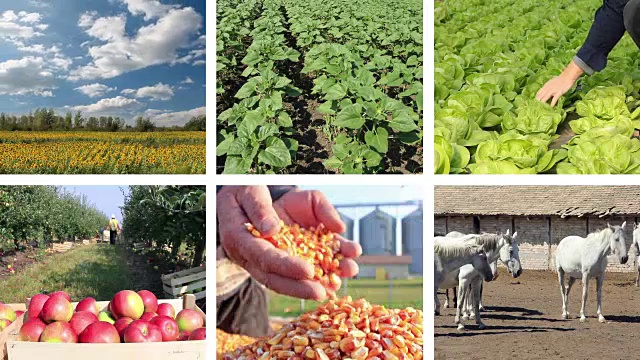 农业-食品生产分屏视频下载