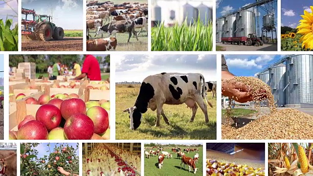 农业-食品生产多屏视频下载