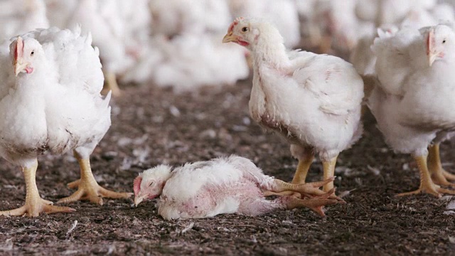 南非，肉鸡房的集约化工厂化养鸡视频素材