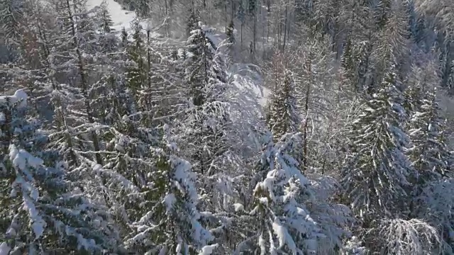 4K天线:展示一座冬季的山，前景是云杉林视频素材