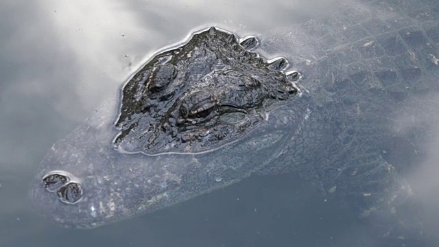 美国短吻鳄近距离和个人在水里视频素材