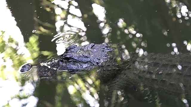 美国短吻鳄在水里视频素材