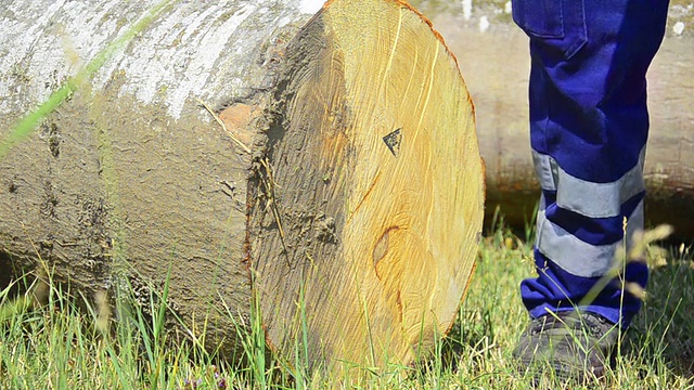 人标记砍伐的木材用于运输视频下载