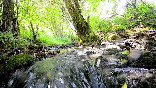 有小溪穿过的雨林视频素材