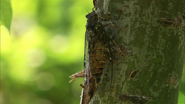 Ezo-haru-cicada在北海道视频素材