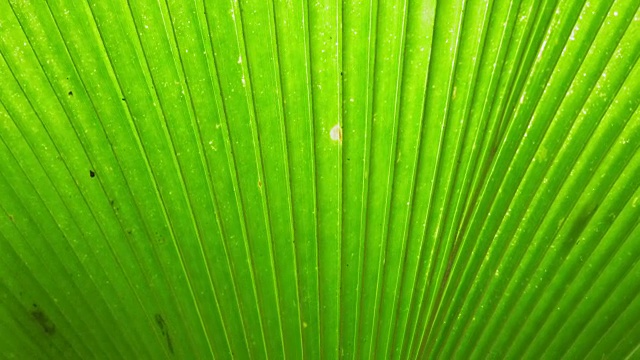 全框拍摄的绿色棕榈叶视频素材