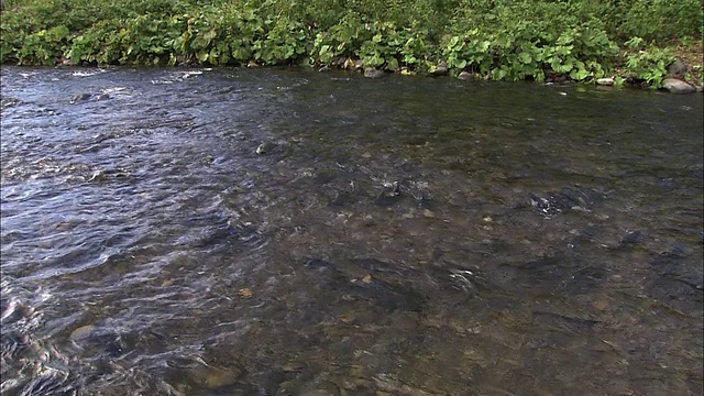 北海道一条河里的粉红色鲑鱼视频下载