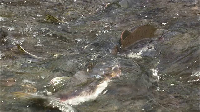 北海道一条河里的粉红色鲑鱼视频下载