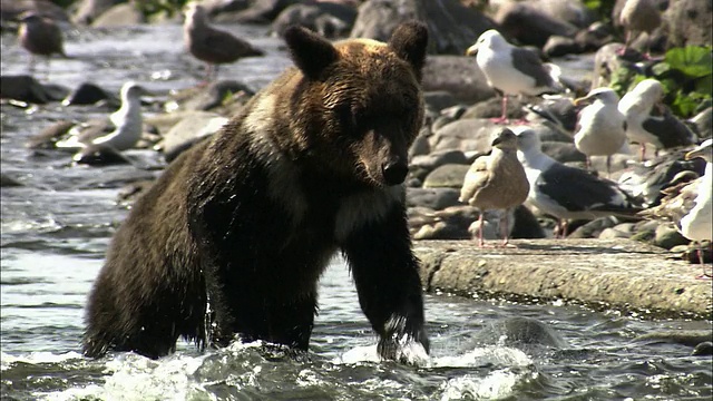 北海道的棕熊和黑毛棕熊视频下载