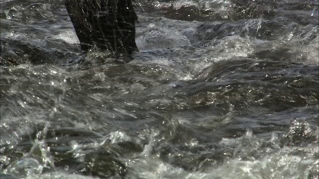 北海道知床的一条河里有一只黑毛棕熊视频下载