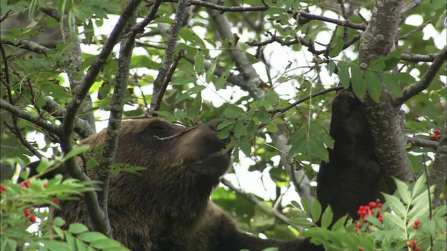 在北海道，棕熊正在爬树视频下载