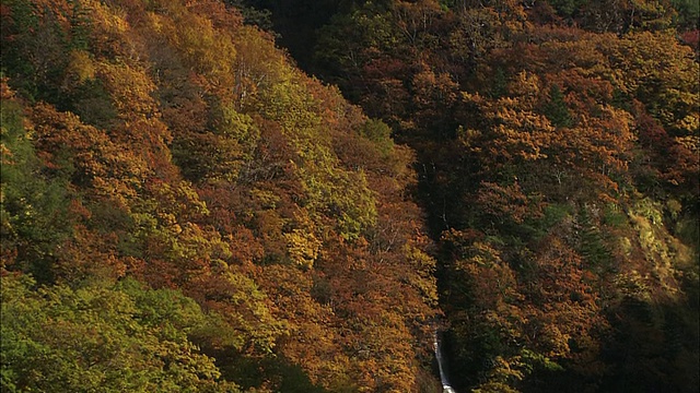 北海道的秋叶视频素材