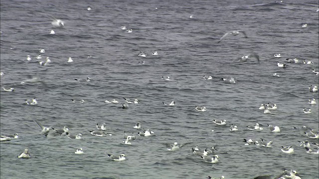 北海道奥霍克斯克海的黑腿基蒂威克视频下载