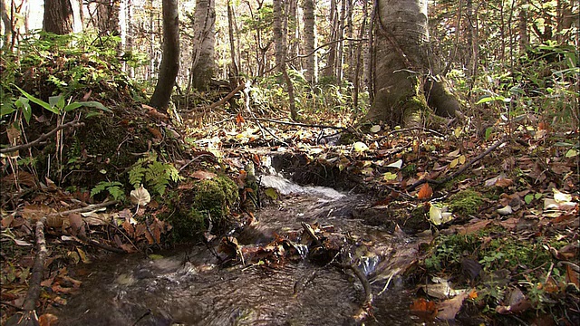 北海道的落叶和原始森林视频下载