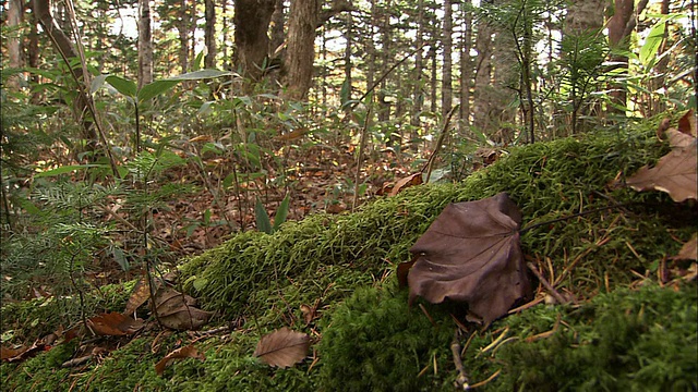 北海道的橡子和落叶视频下载