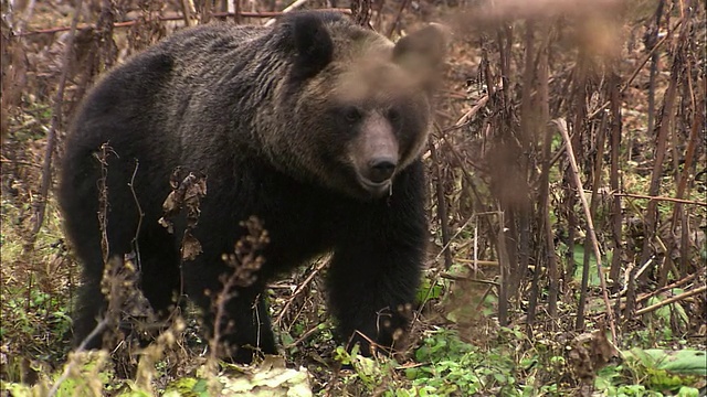 北海道的棕熊视频下载