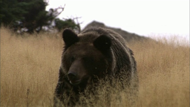北海道的棕熊视频下载