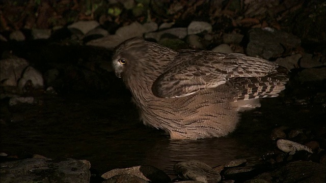 北海道的布莱克斯顿鱼鸮视频下载