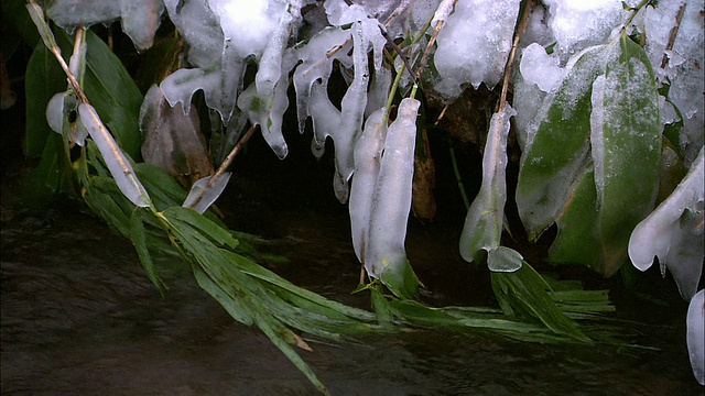 北海道的冻竹叶视频下载