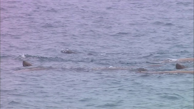 北海道罗臼海的海狮视频下载