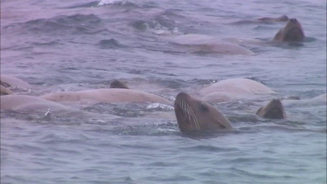 鄂霍次克海的海狮视频下载