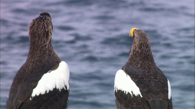 北海道的两只海鹰视频下载