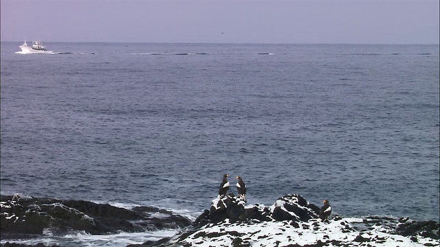 北海道的两只海鹰视频下载