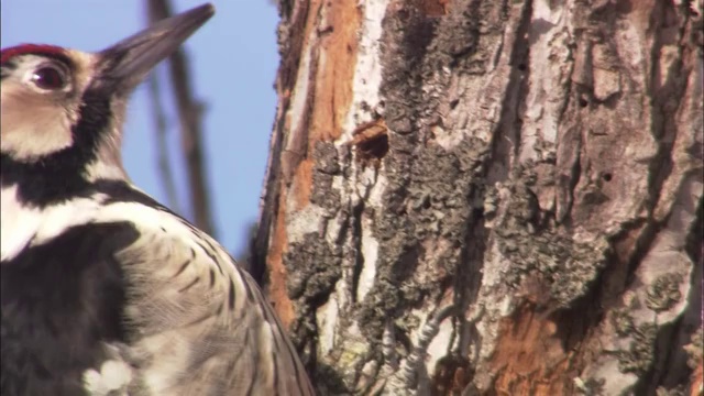 北海道的大斑点啄木鸟视频下载
