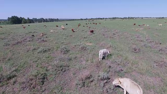 放养的牛在绿色的田野里喂养的全景视频下载